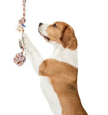 Teething Flossy With Ball Rope Dog Toy | Pet Toys