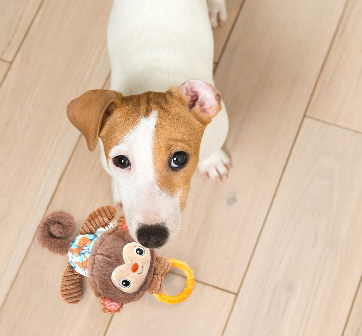 Puppy Toy Dog Toy Collection