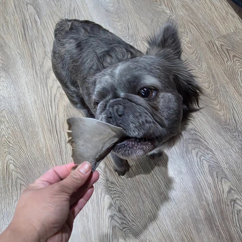 Rawly Chews Shark Fin 5 pcs