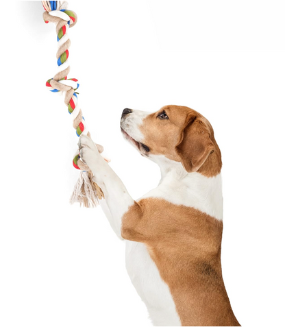 Teething Flossy Rope Dog Toy Collection